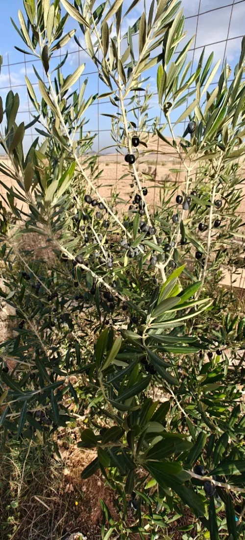 Vente Terrain Agricole Batna Djerma