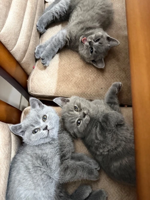 Chaton British shorthair
