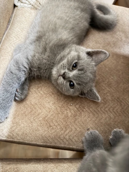 Chaton British shorthair