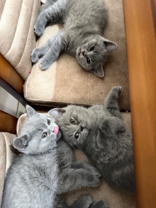 Chaton British shorthair