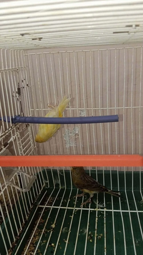 Couple canari