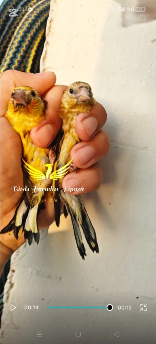 Couple chardonneret jaune