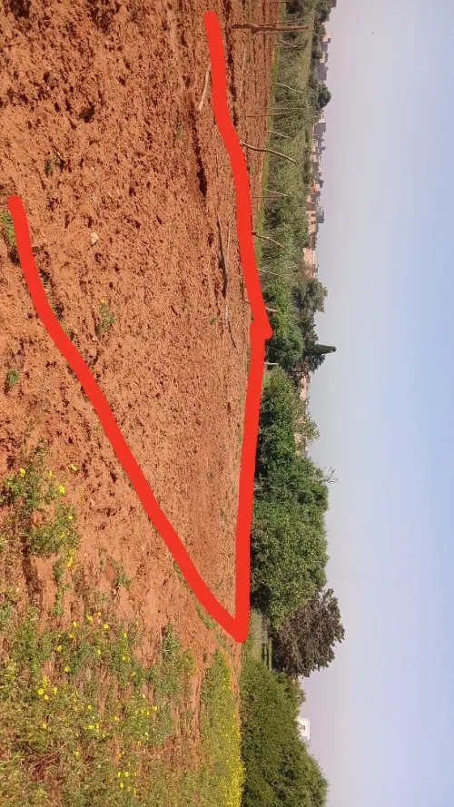 Vente Terrain Mostaganem Kheireddine