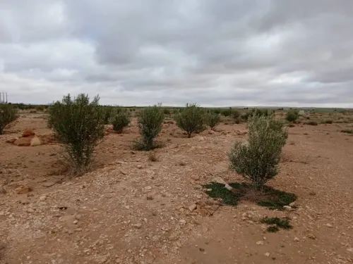 Vente Terrain Agricole Djelfa Hassi bahbah