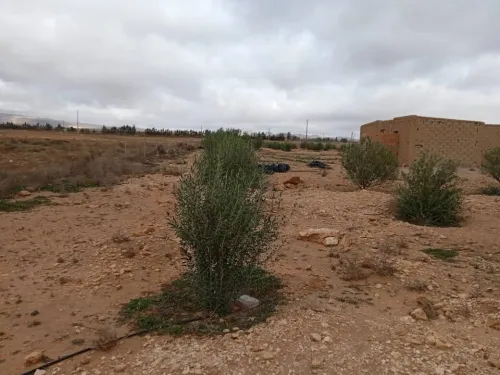 Vente Terrain Agricole Djelfa Hassi bahbah