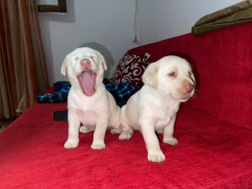 Chiots pure race âge 1 mois à vendre 