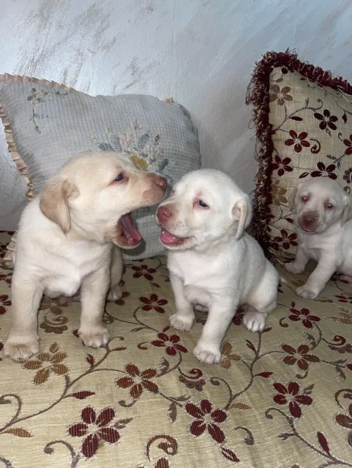 Chiots labrador pure race âge 28j 