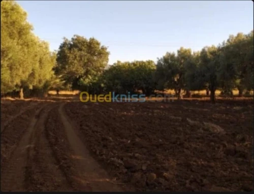 Vente Terrain Agricole Tlemcen Oued chouli
