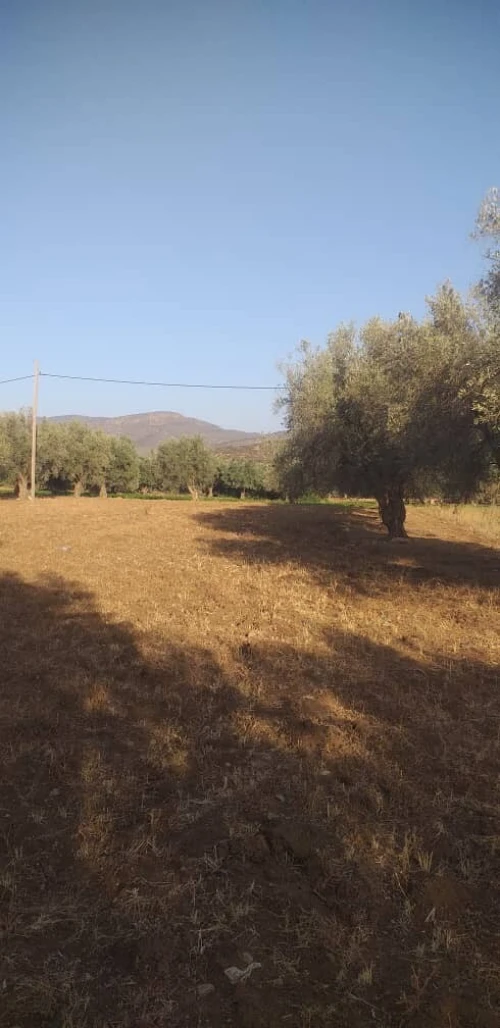 Vente Terrain Agricole Tlemcen Oued chouli