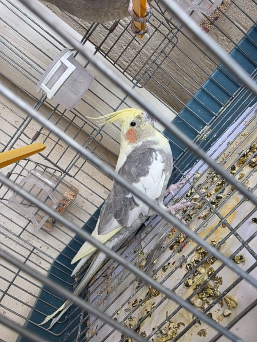 Calopditted