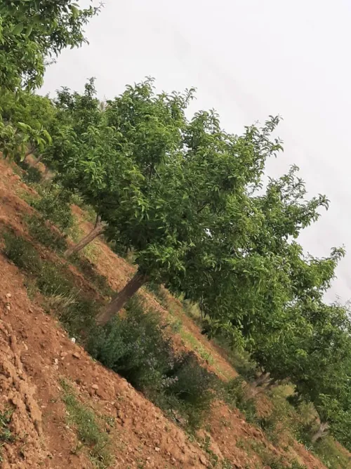 Vente Terrain Agricole Saïda Sidi ahmed