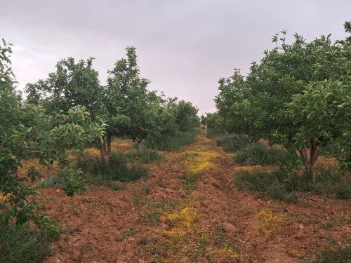 Vente Terrain Agricole Saïda Sidi ahmed
