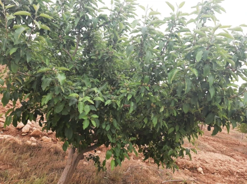 Vente Terrain Agricole Saïda Sidi ahmed