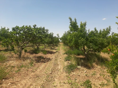 Vente Terrain Agricole Saïda Sidi ahmed