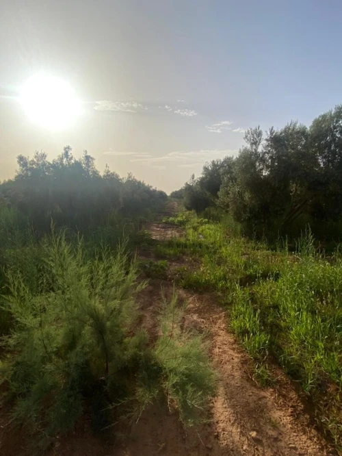 Vente Terrain Agricole Saïda Sidi ahmed