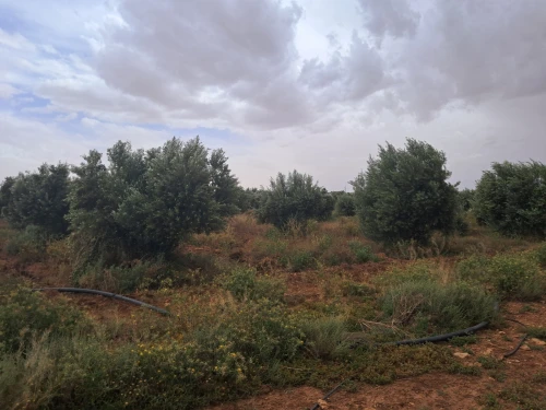 Vente Terrain Agricole Saïda Sidi ahmed