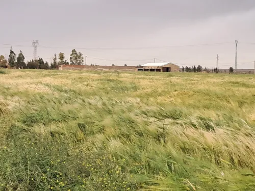 Vente Terrain Agricole Saïda Sidi ahmed