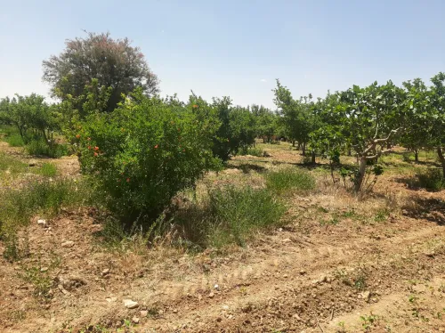Vente Terrain Agricole Saïda Sidi ahmed
