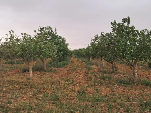 Vente Terrain Agricole Saïda Sidi ahmed