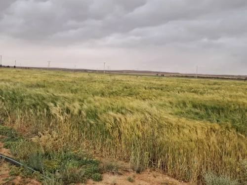 Vente Terrain Agricole Saïda Sidi ahmed