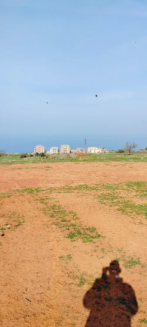 Vente Terrain Tipaza Ain tagourait