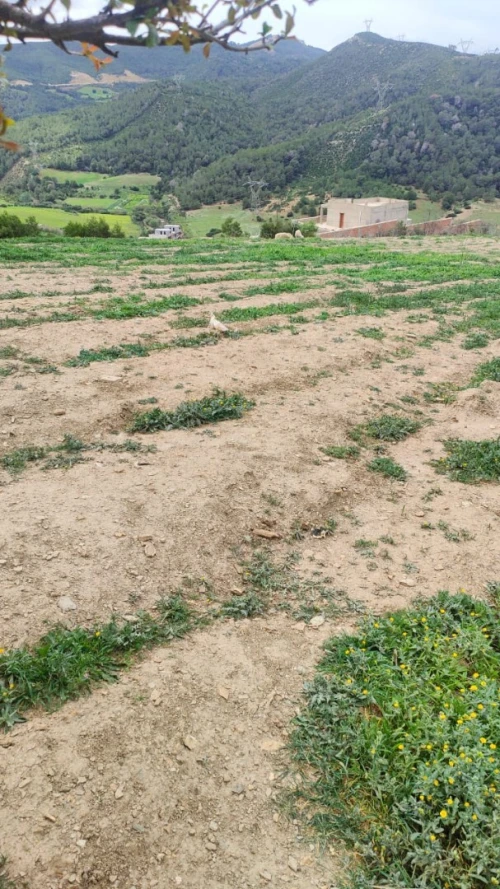 Vente Terrain Tipaza Cherchell
