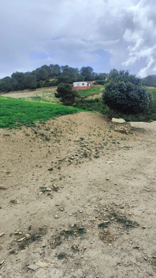 Vente Terrain Tipaza Cherchell