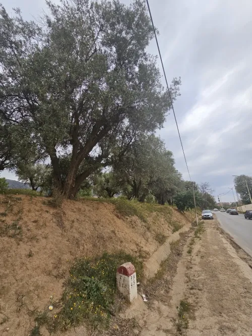 Vente Terrain Tlemcen Chetouane