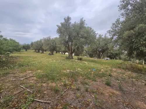Vente Terrain Tlemcen Chetouane