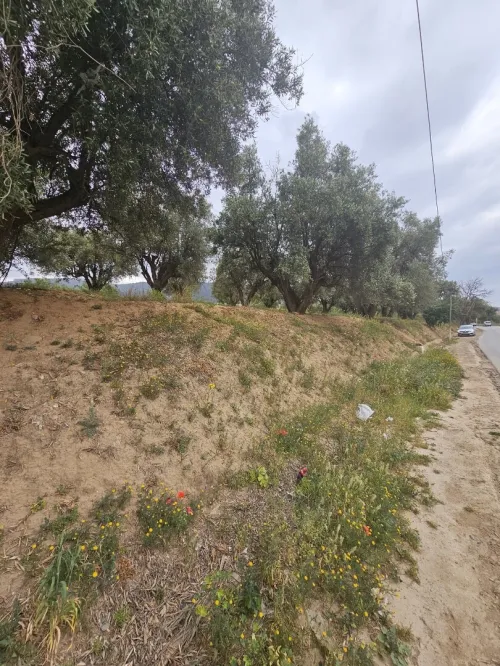 Vente Terrain Tlemcen Chetouane