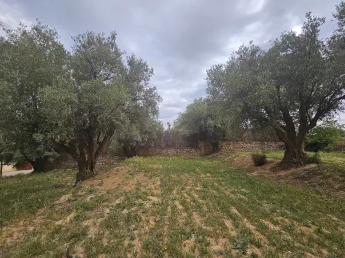 Vente Terrain Tlemcen Chetouane