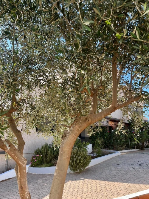 Vente Villa Mostaganem Mostaganem
