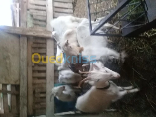 bouc ,chervres , mouton et brebies 