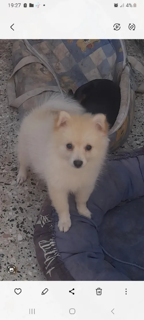  Chienne Spitz allemand nain