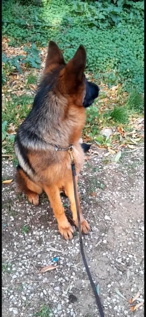 Berger allemand pedigree
