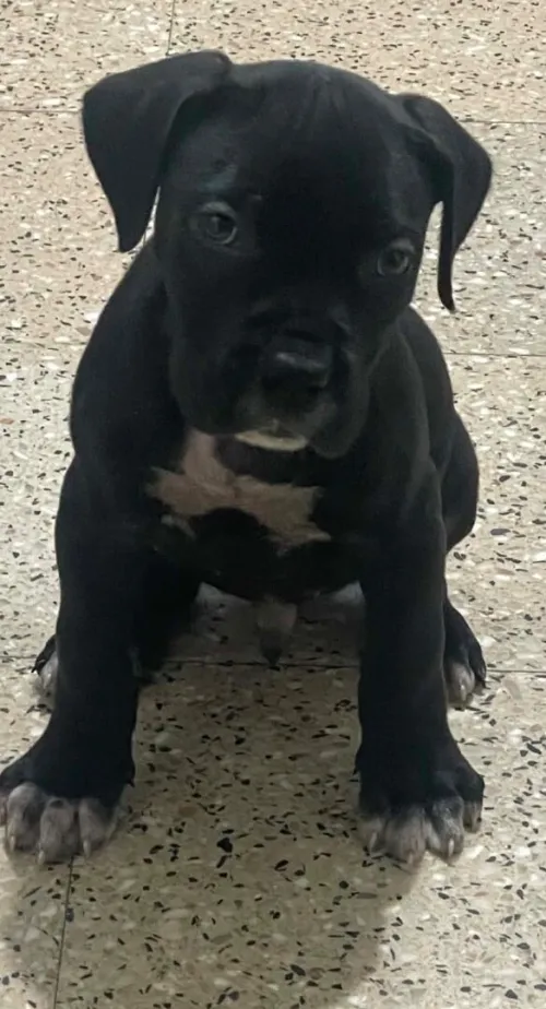 Chiot cani corso