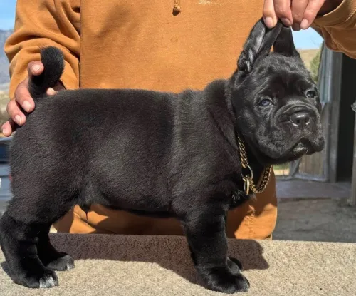 Cani corso 
