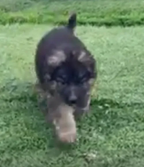 Chiot berger allemand poil long