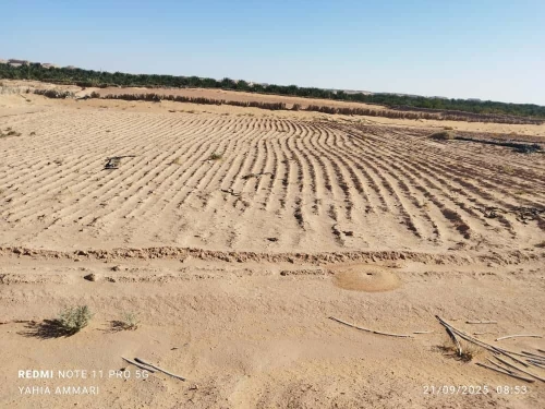Vente Terrain Agricole Touggourt El Alia
