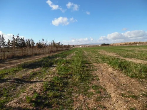 Vente Terrain Djelfa Djelfa