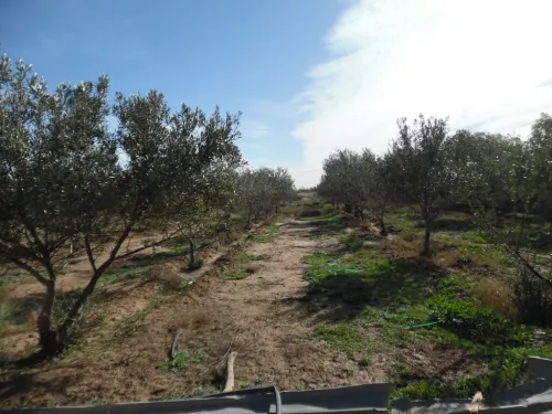 Vente Terrain Agricole Djelfa Djelfa