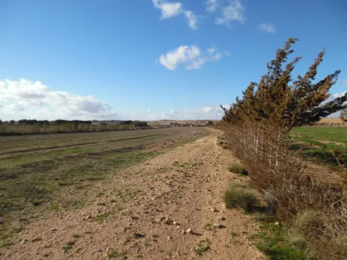 Vente Terrain Djelfa Djelfa