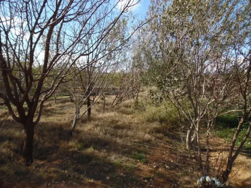 Vente Terrain Djelfa Djelfa