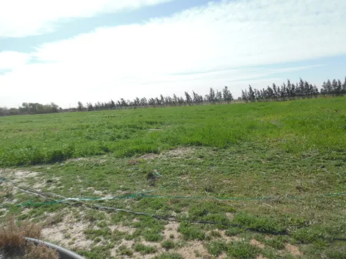 Vente Terrain Agricole Djelfa Djelfa