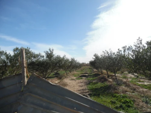 Vente Terrain Agricole Djelfa Djelfa