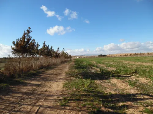 Vente Terrain Djelfa Djelfa