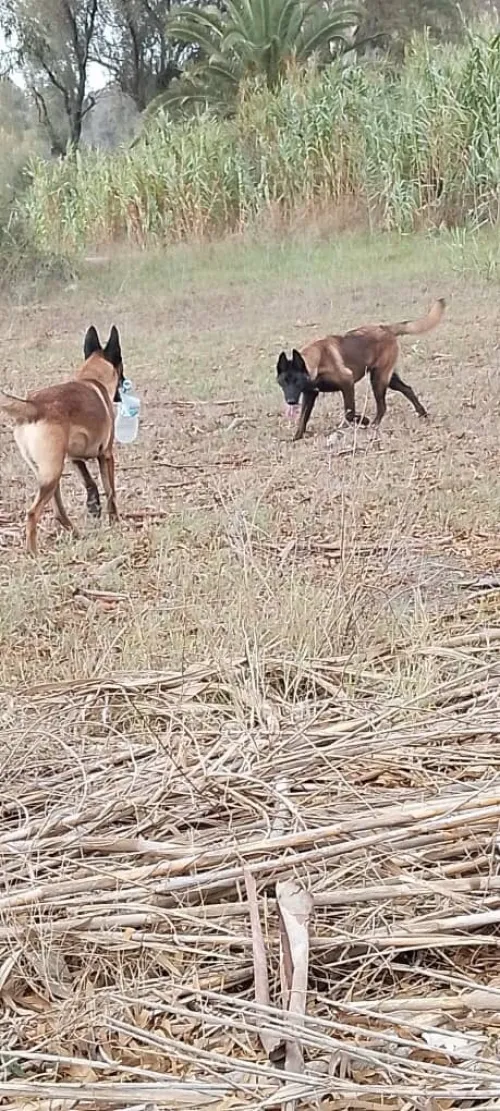 Donnation deux chiots Malinois de 8 mois  vaccinés, en très bonne santé . Alger