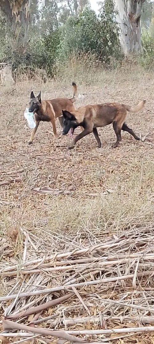 Donnation deux chiots Malinois de 8 mois  vaccinés, en très bonne santé . Alger