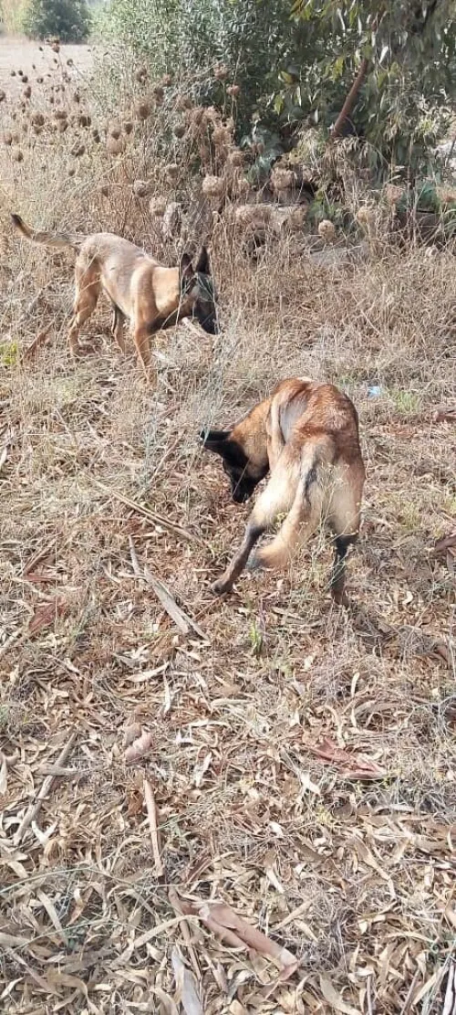 Donnation deux chiots Malinois de 8 mois  vaccinés, en très bonne santé . Alger