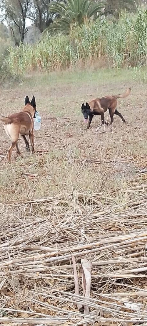 Donnation deux chiots Malinois de 8 mois  vaccinés, en très bonne santé . Alger